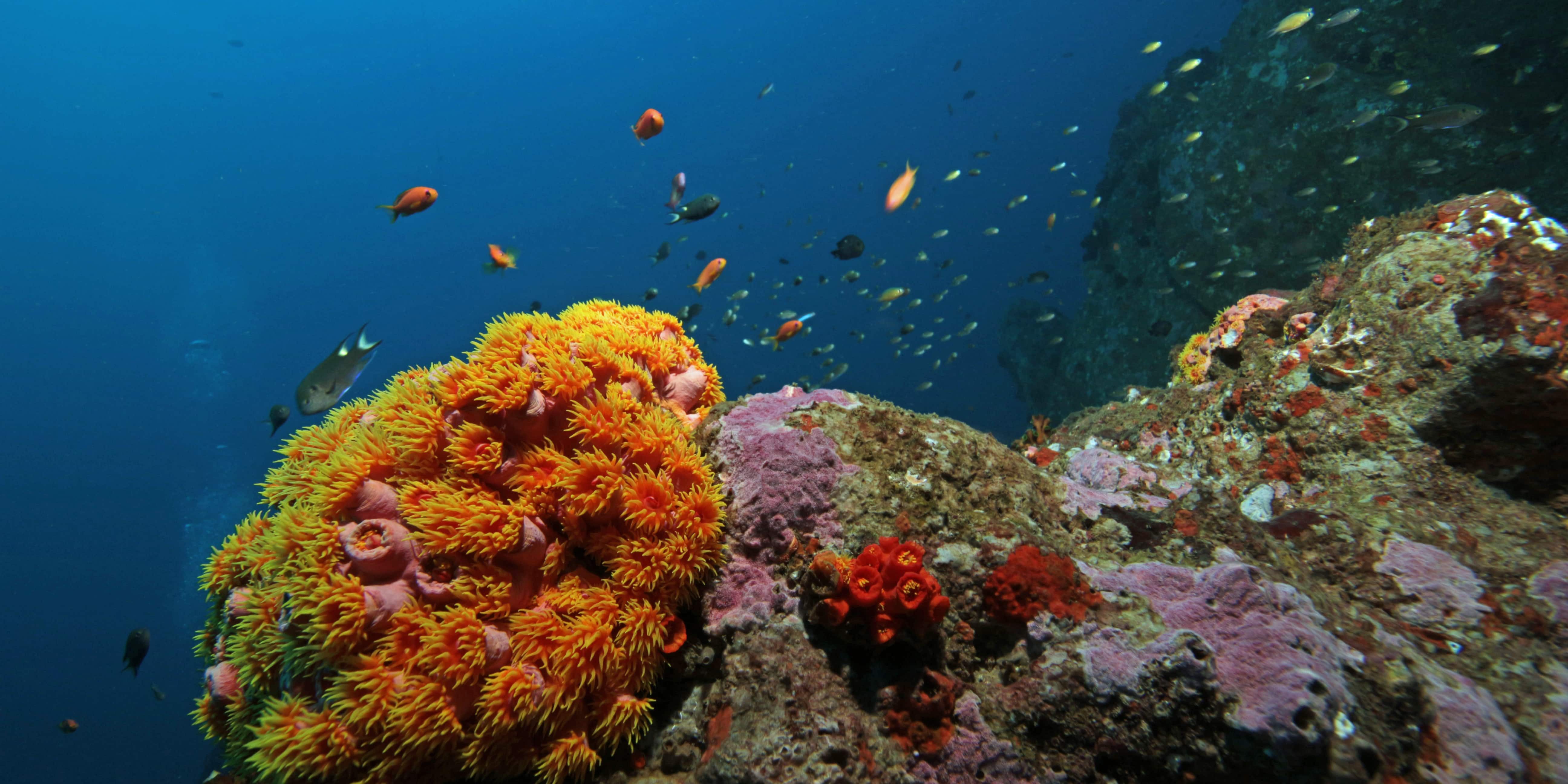 wonder of indain ocean