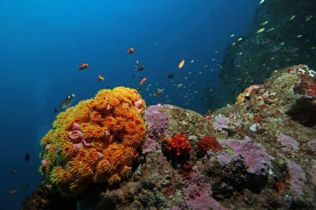 wonder of indain ocean