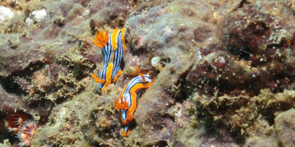 Why Scuba Diving in Hikkaduwa ?